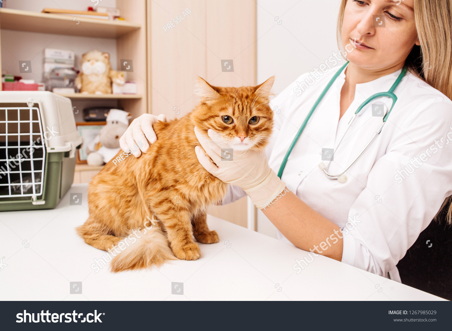Examinations – Metro Cat Clinic